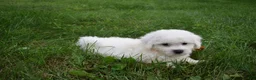 Bichon Frise dogs for sale: Tyler 🐶 - Ad 5