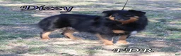 Miniature Australian Shepherd dogs for sale: Ruth - Ad 7