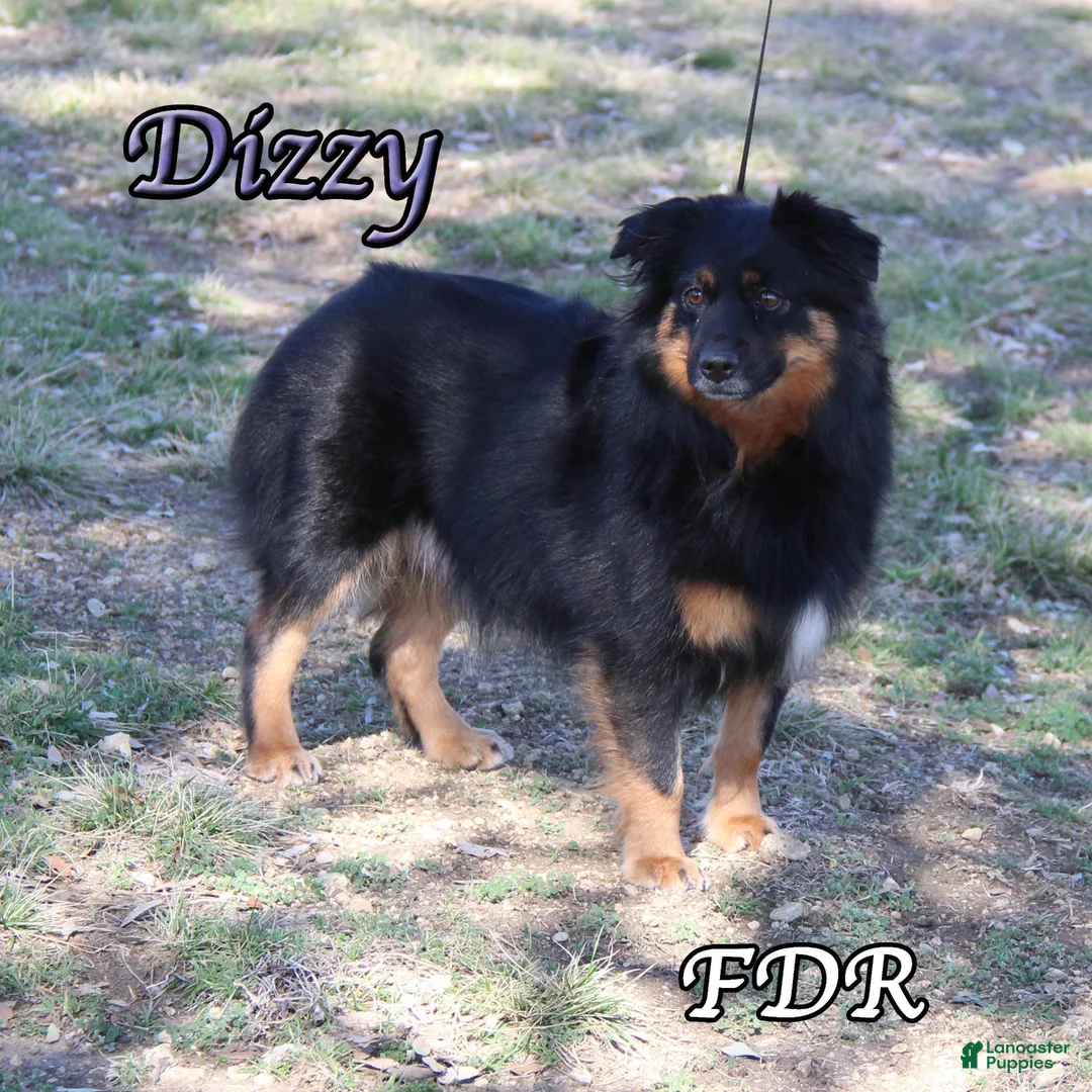 Miniature Australian Shepherd dogs for sale: Ruth - Ad 7