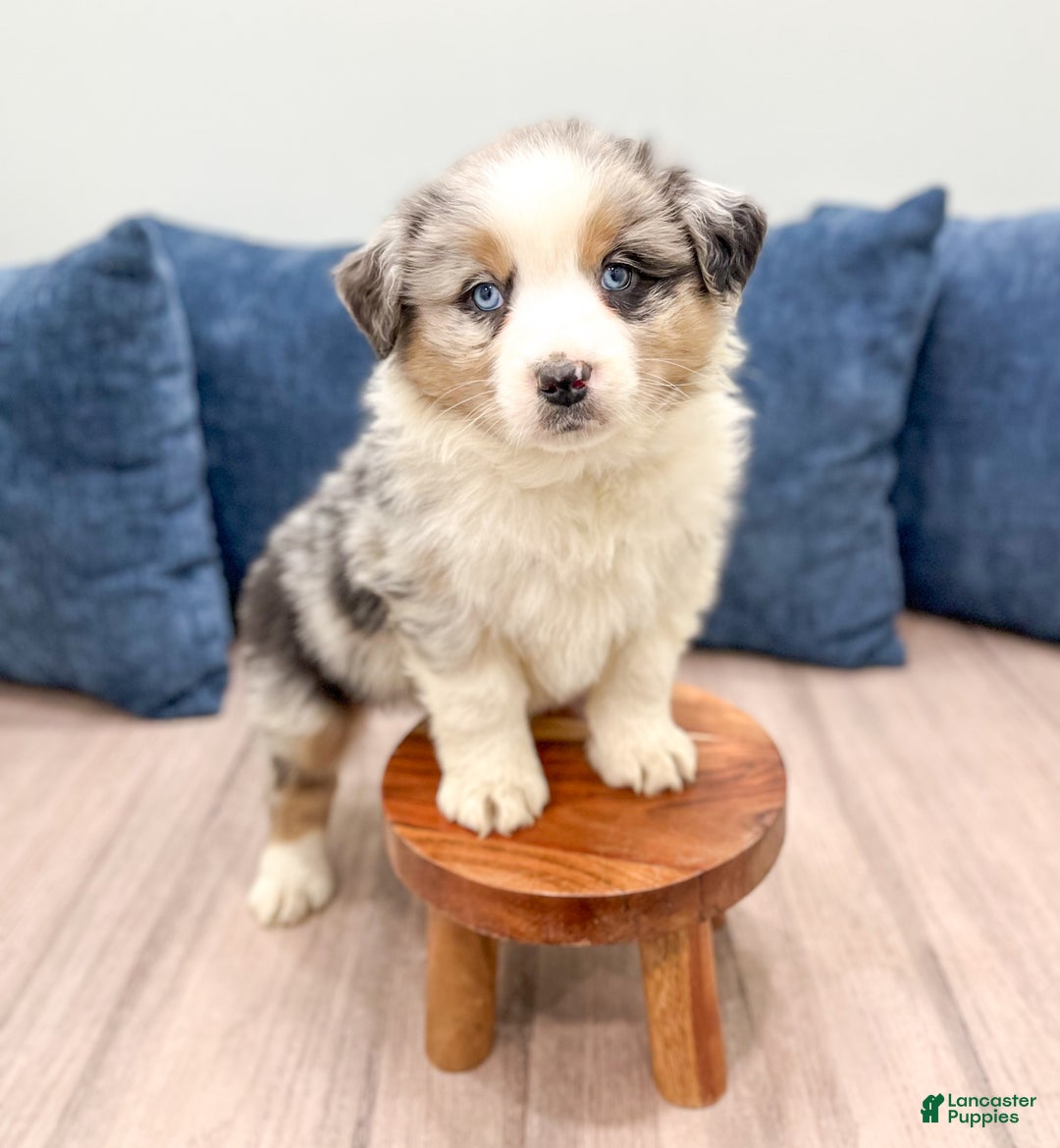 Australian Shepherd dogs for sale: Lady - Ad 2