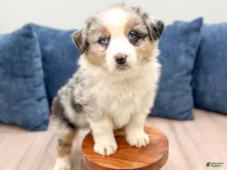 Australian Shepherd dogs Lady - Ad 36