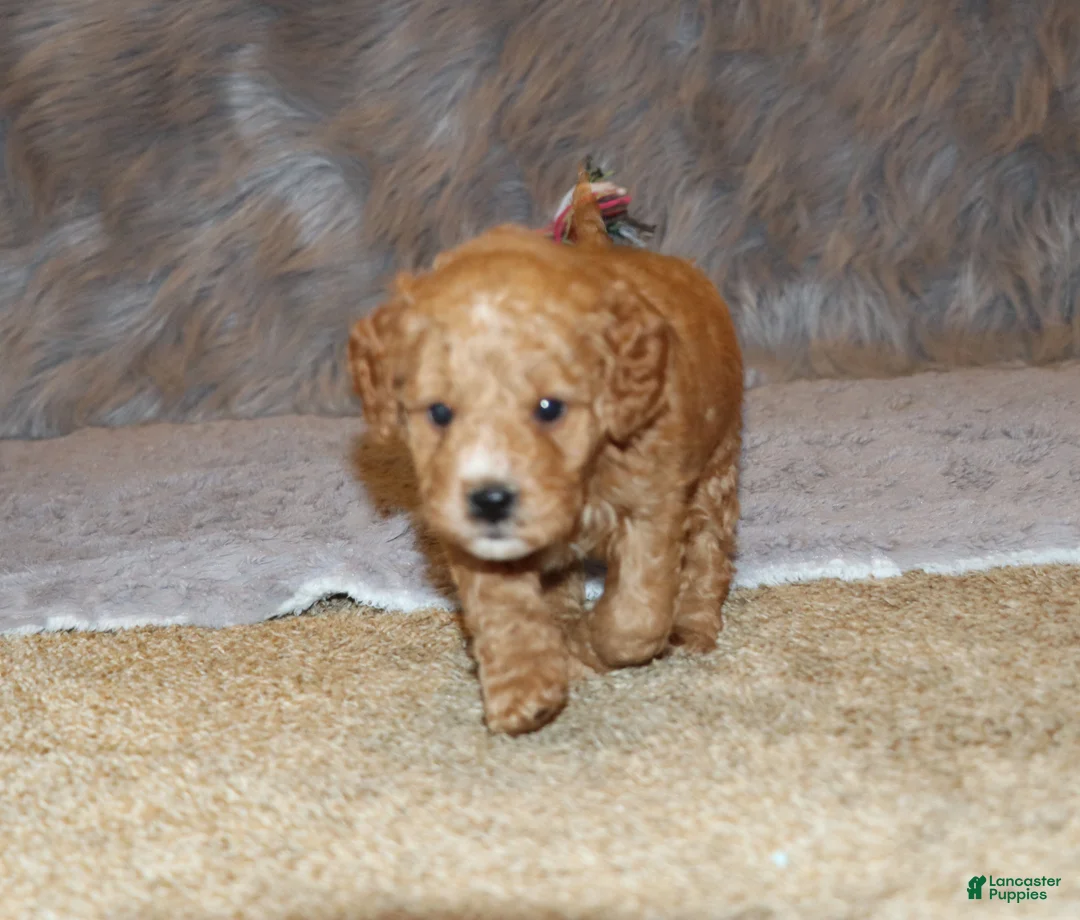 Mini Goldendoodle dogs for sale: Wanda🌷 Genetic Clear Parents - Ad 7