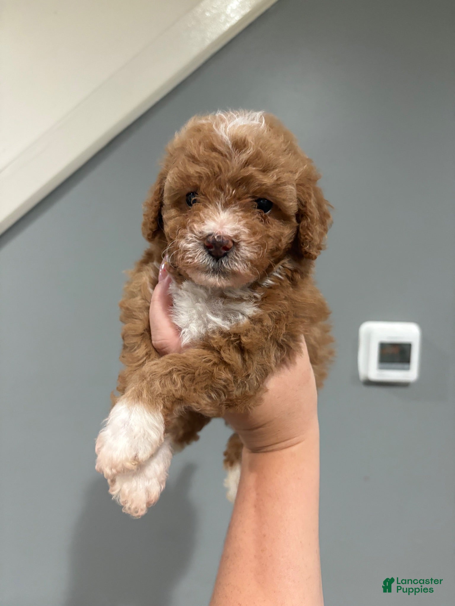 Miniature Poodle dogs Mini poodle  - Ad 2
