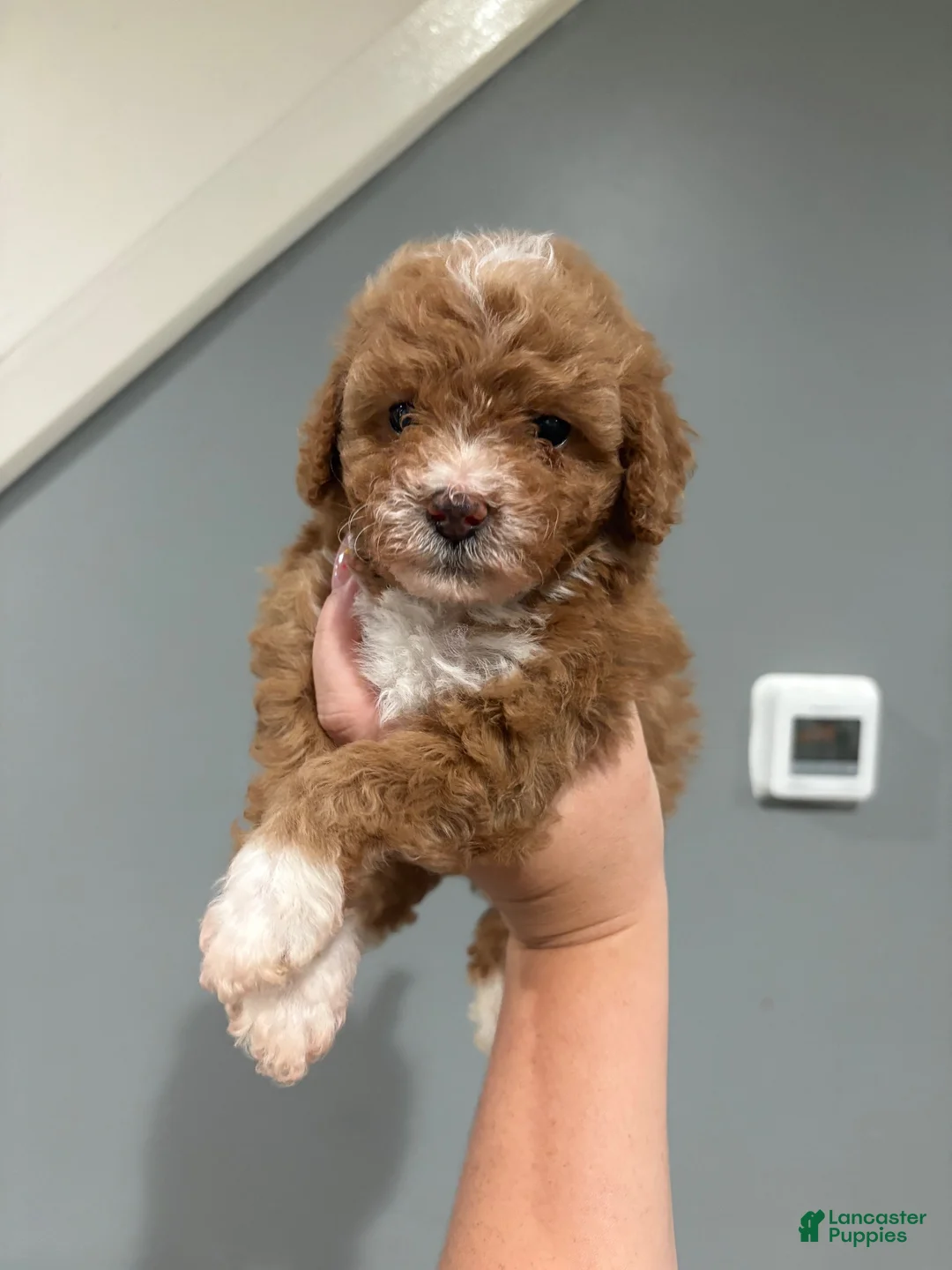 Miniature Poodle dogs for sale: Mini poodle  - Ad 2