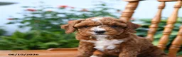 Mini Goldendoodle dogs for sale: Elsie - Ad 4