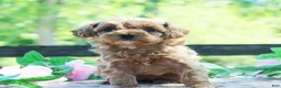 Cavapoo dogs for sale: Dolly - Ad 4