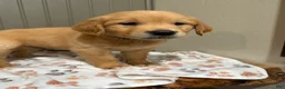 Golden Retriever dogs for sale: Blue collar  - Ad 2