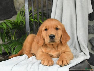 Golden Retriever dogs - Ad 39