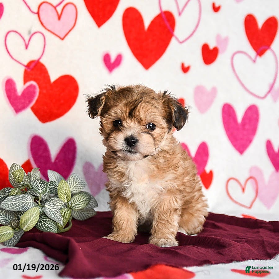 Yochon dogs Sunbeam - Ad 1