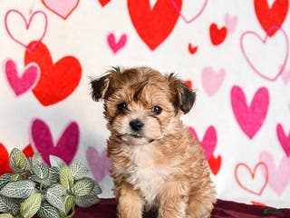 Yochon dogs Sunbeam - Ad 3