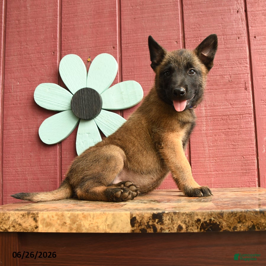 Belgian Malinois dogs Pringles - Ad 1