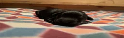 Giant Schnauzer dogs for sale: Blaze - Ad 4