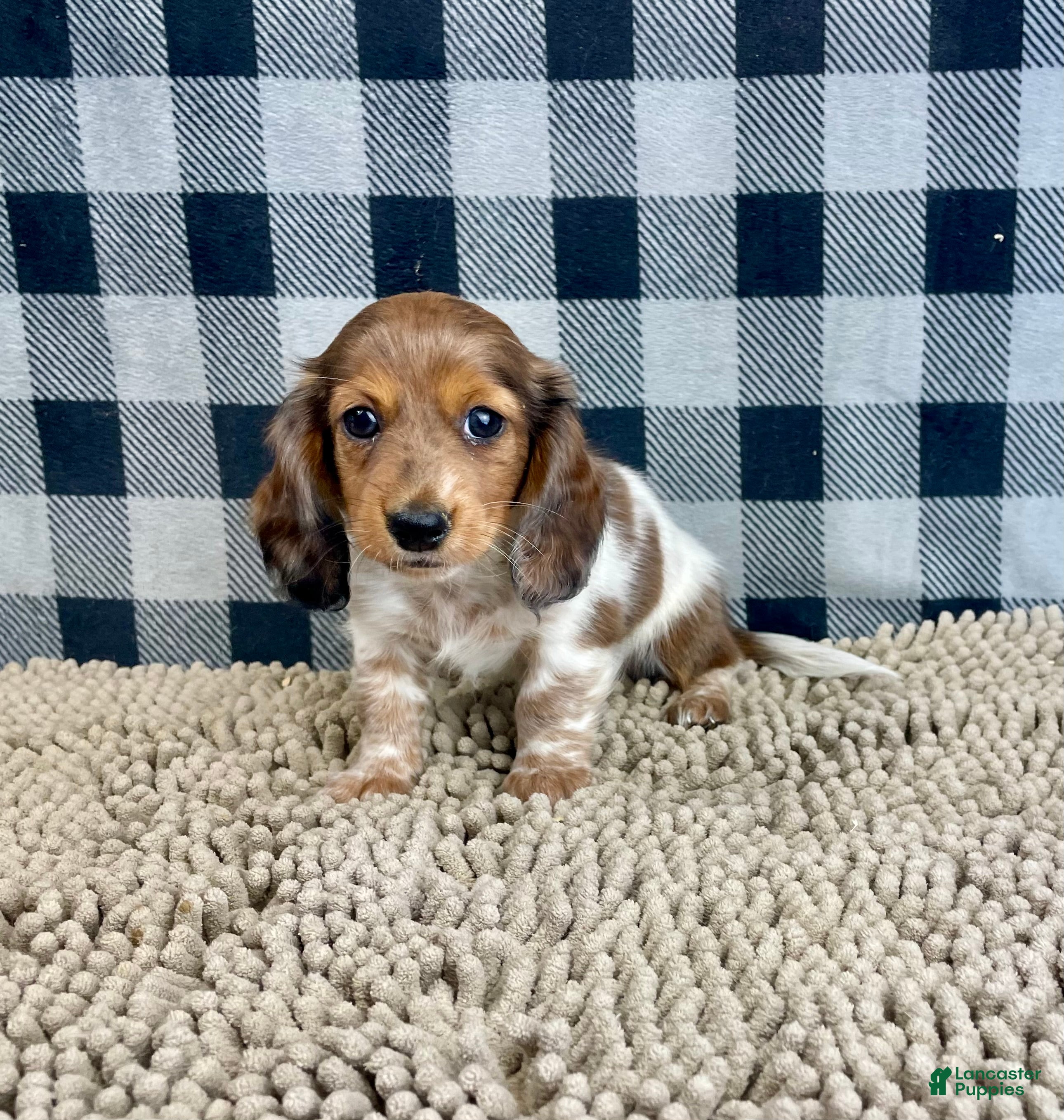Miniature Dachshund dogs Kelly - Ad 22
