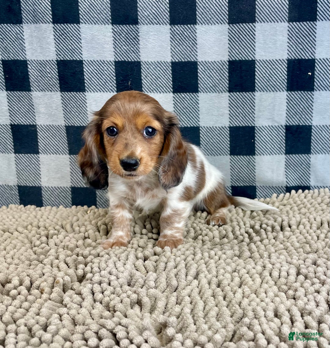 Miniature Dachshund dogs for sale: Kelly - Ad 1