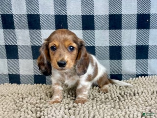Miniature Dachshund dogs Kelly - Ad 22