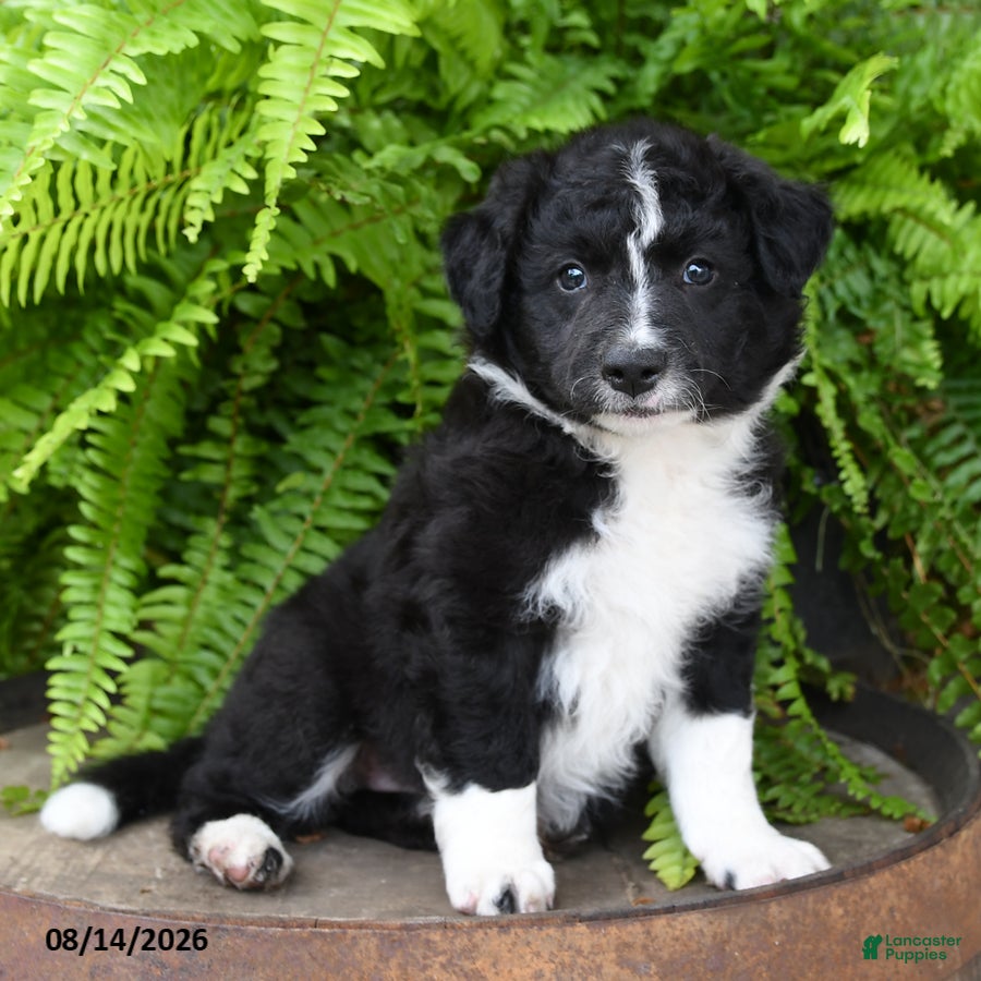 Mixed Breed dogs Jana - Ad 2