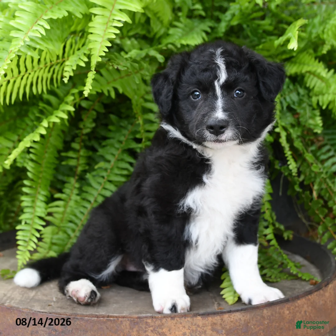 Mixed Breed dogs for sale: Jana - Ad 2