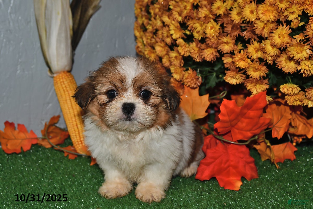 Shih Tzu dogs Amber - Ad 25