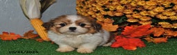 Shih Tzu dogs for sale: Amber - Ad 1