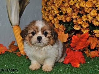 Shih Tzu dogs Amber - Ad 35