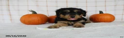 Mini Aussiedoodle dogs for sale: Bo - Ad 2
