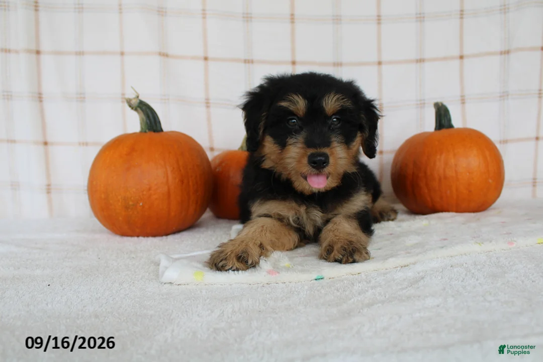 Mini Aussiedoodle dogs for sale: Bo - Ad 2