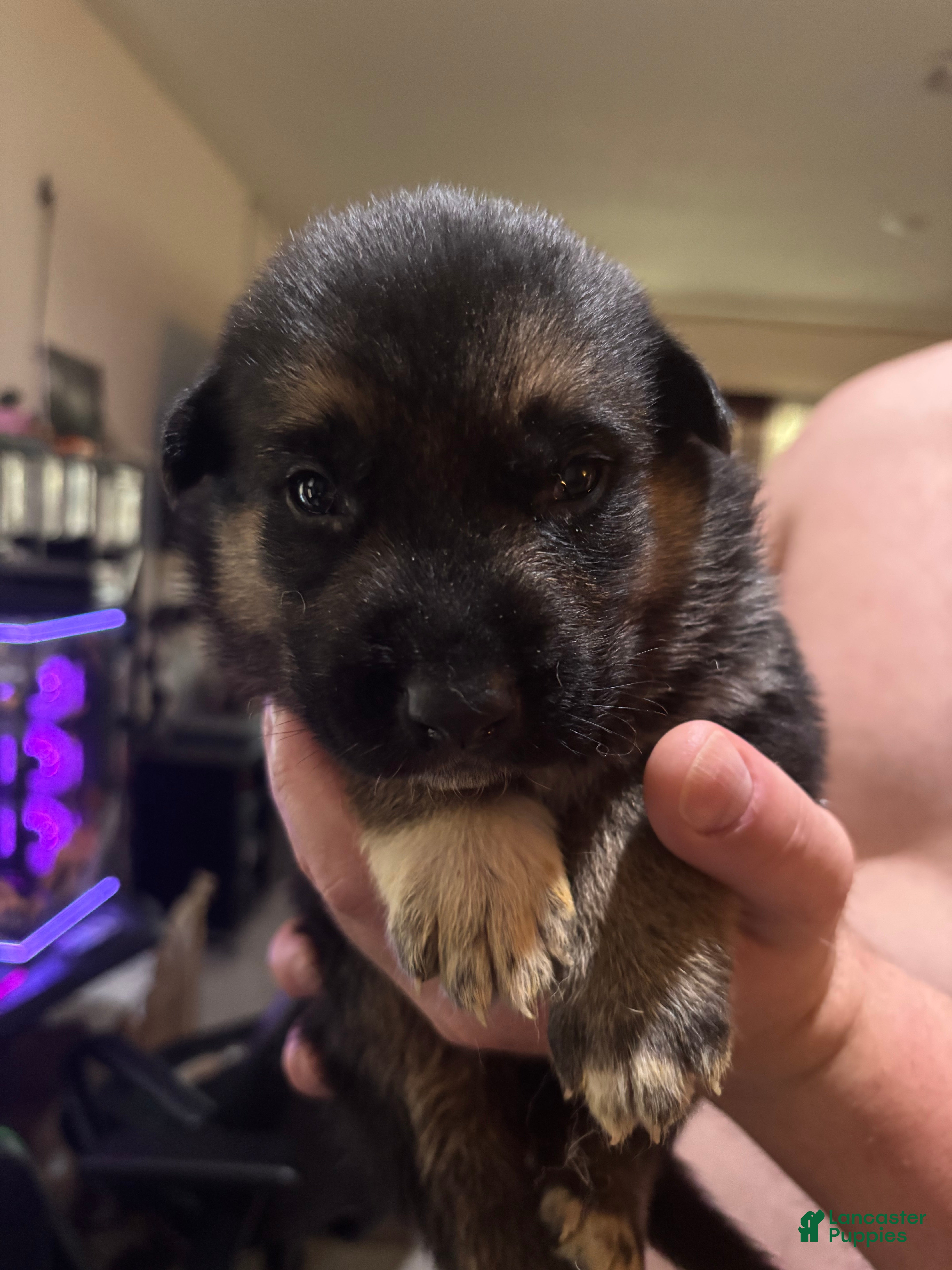 Gerberian Shepsky dogs Bob - Ad 4