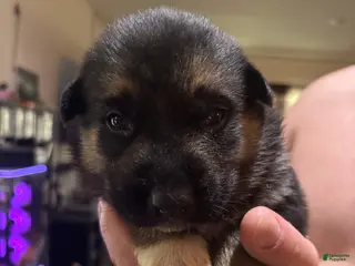 Gerberian Shepsky dogs Bob - Ad 4