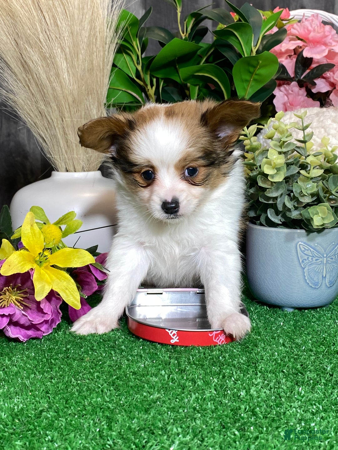 Papillon dogs for sale: Remmi - Ad 6