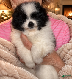 Pomeranian dogs Patti - Ad 2