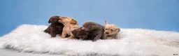 Labrador Retriever dogs for sale: Ruby - Ad 6