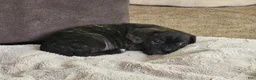 Puggle dogs for sale: Milly - Ad 3