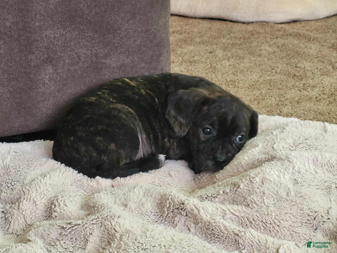 Puggle dogs for sale: Milly - Ad 8