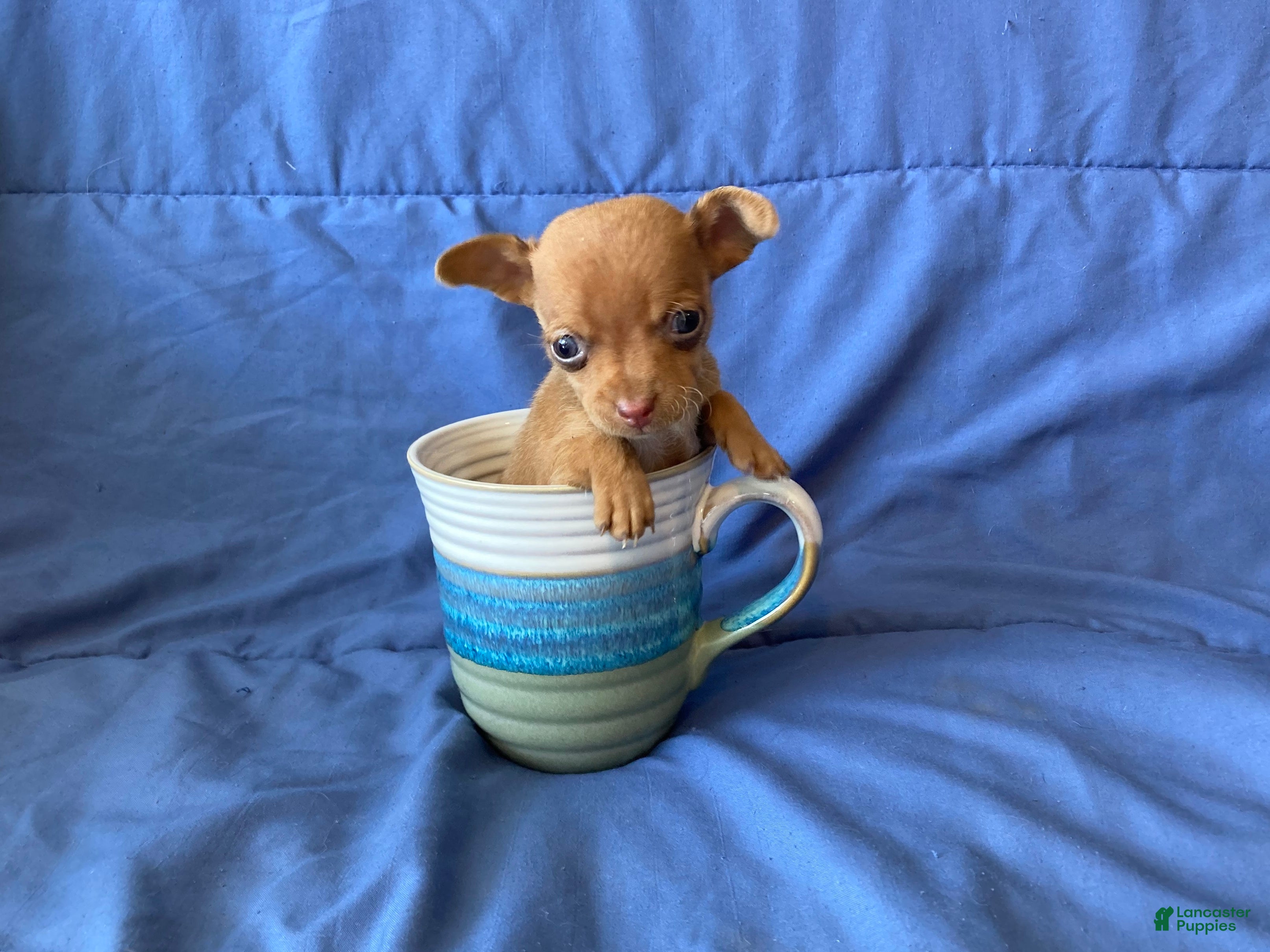 Chihuahua dogs Finn - Ad 7