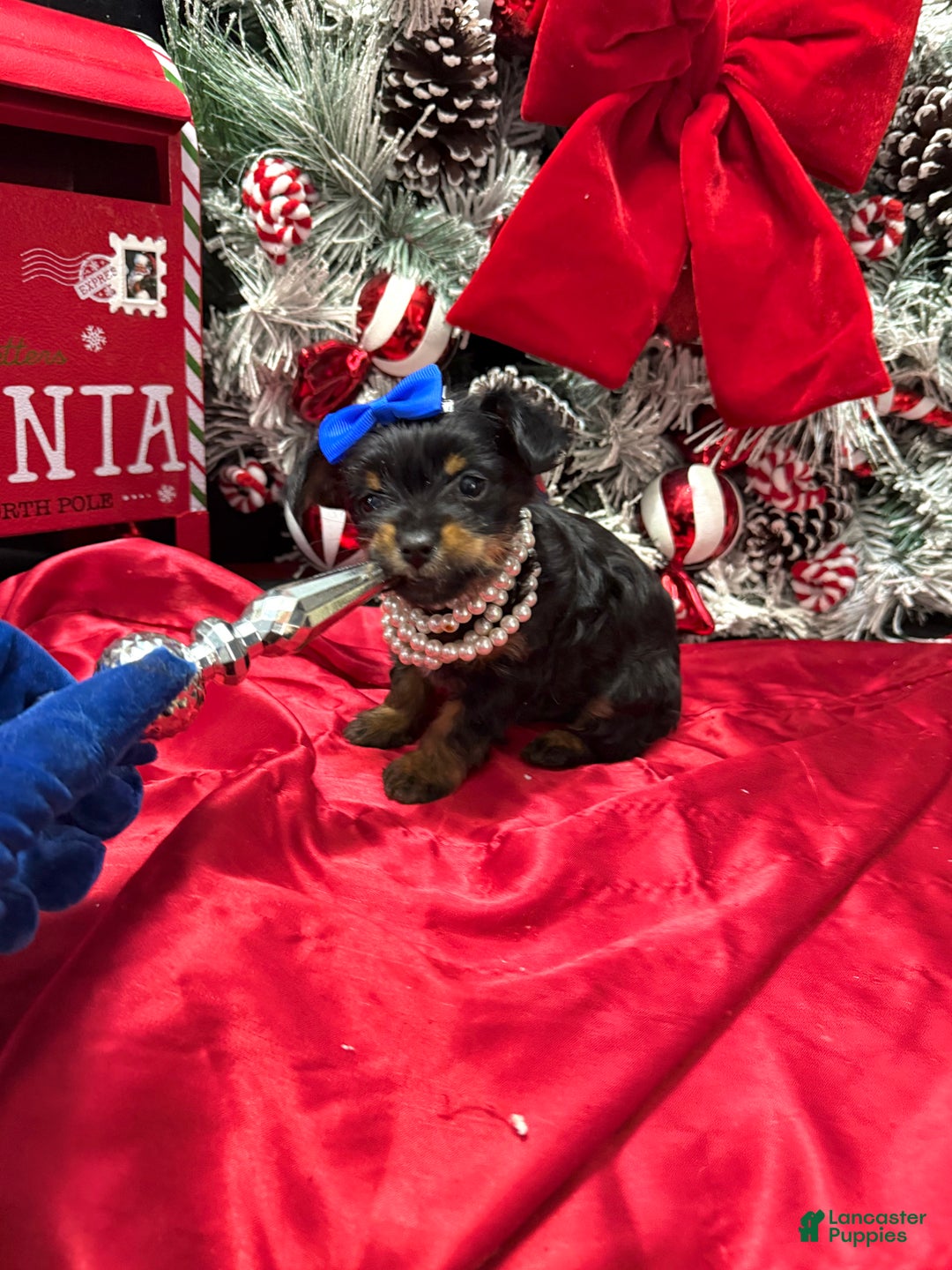 Yorkshire Terrier dogs for sale: Rigatoni  - Ad 9