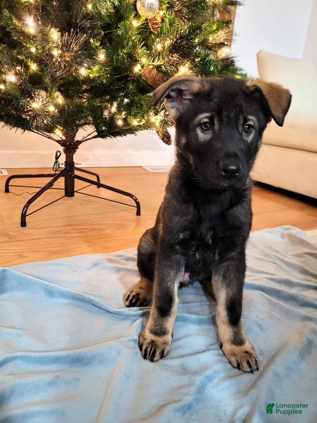 Mixed Breed dogs for sale: Otter - Ad 1