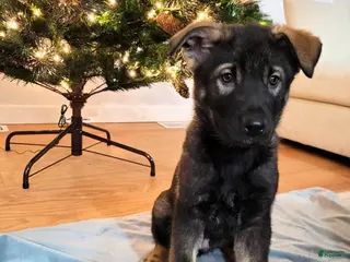 Mixed Breed dogs Otter - Ad 19