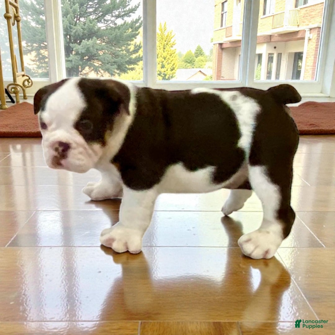 English Bulldog dogs for sale: Ash - Ad 6