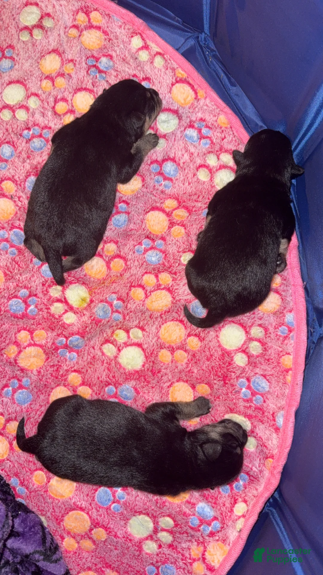 Chihuahua dogs for sale: Chihuahua 3 - Ad 1