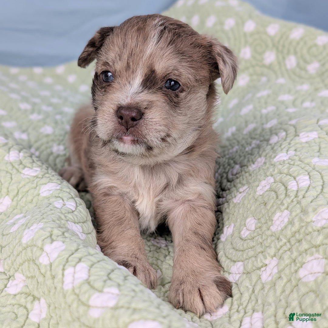 Mixed Breed dogs for sale: Queen - Ad 8