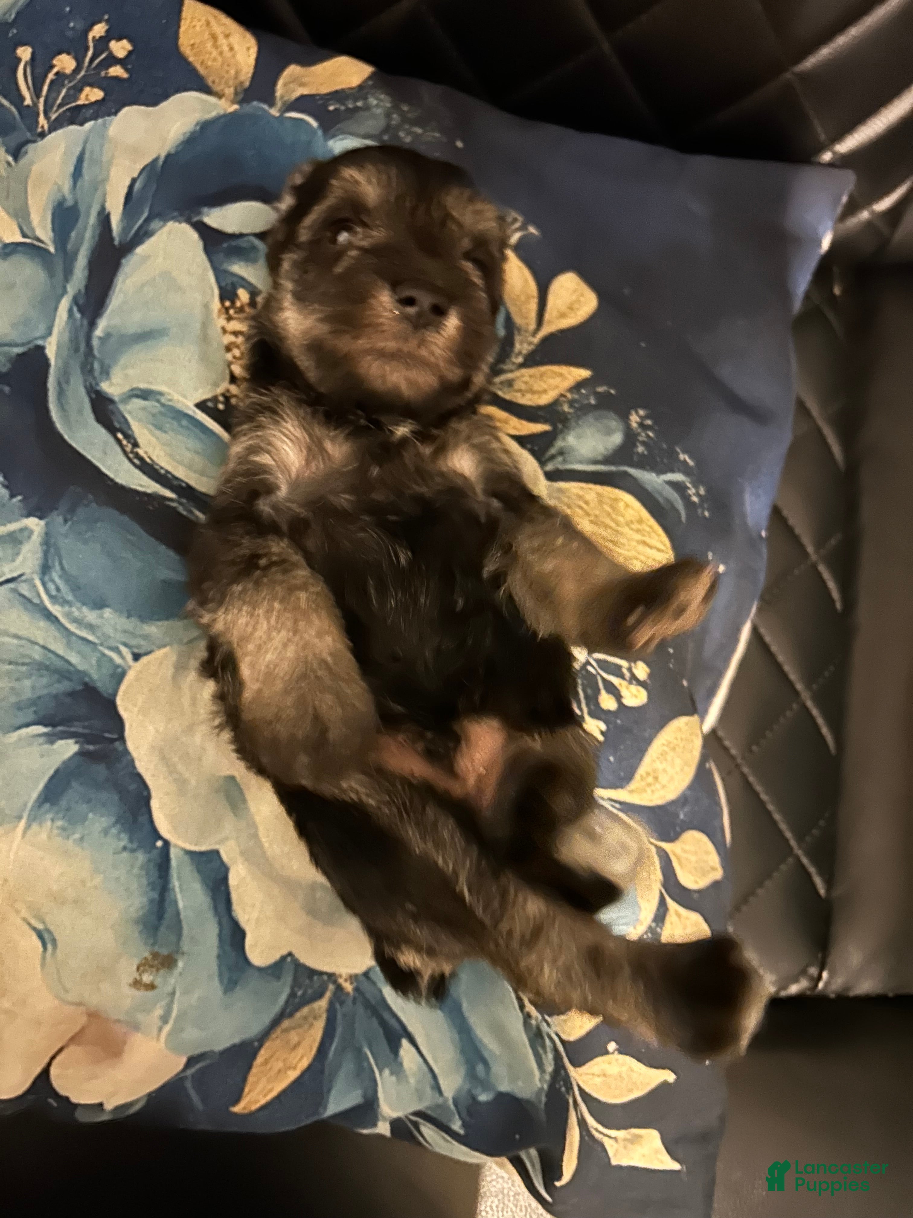 Miniature Schnauzer dogs Miniature Schnauzer 3 - Ad 40