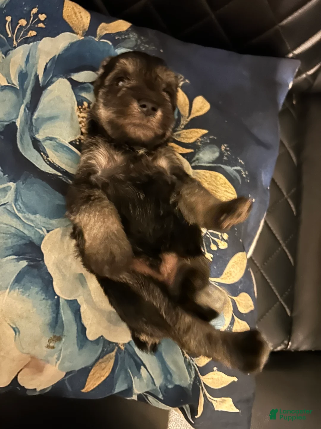 Miniature Schnauzer dogs for sale: Miniature Schnauzer 3 - Ad 1