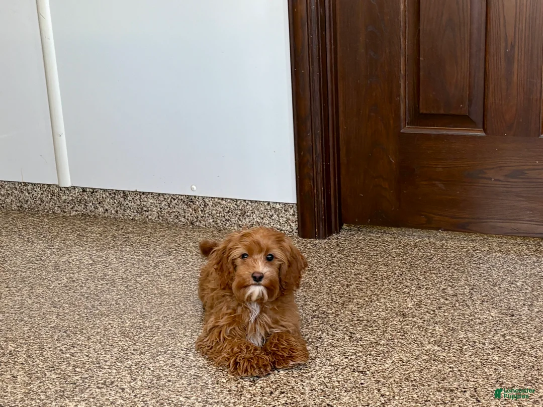 Cockapoo dogs for sale: Cockapoo female 1 - Ad 2