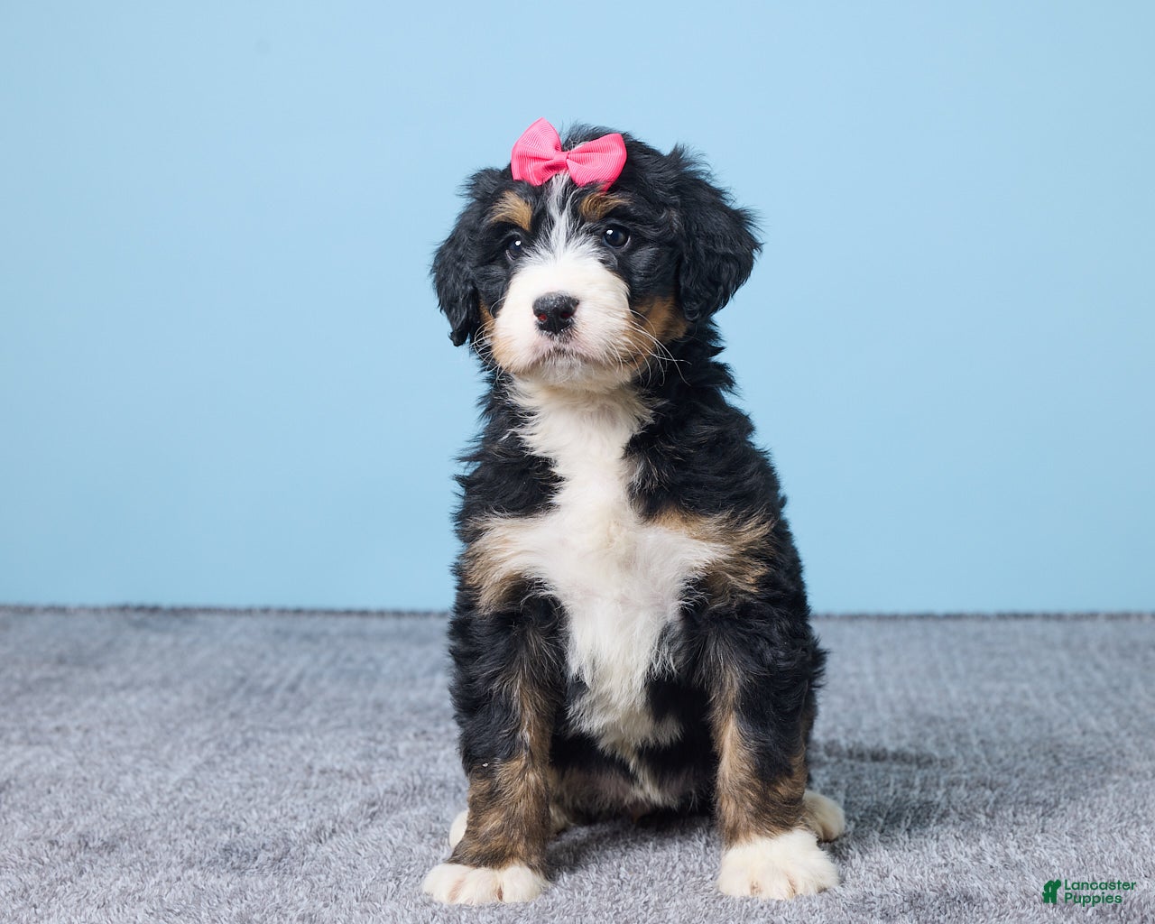 Bernedoodle dogs Heidi - Ad 28