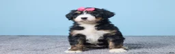Bernedoodle dogs for sale: Heidi - Ad 1