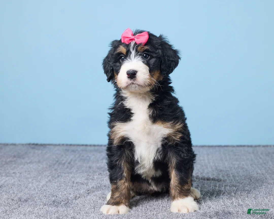 Bernedoodle dogs for sale: Heidi - Ad 1