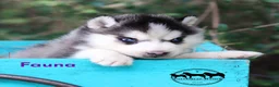 Siberian Husky dogs for sale: Fauna Female Siberian Husky TX can transport - Ad 3