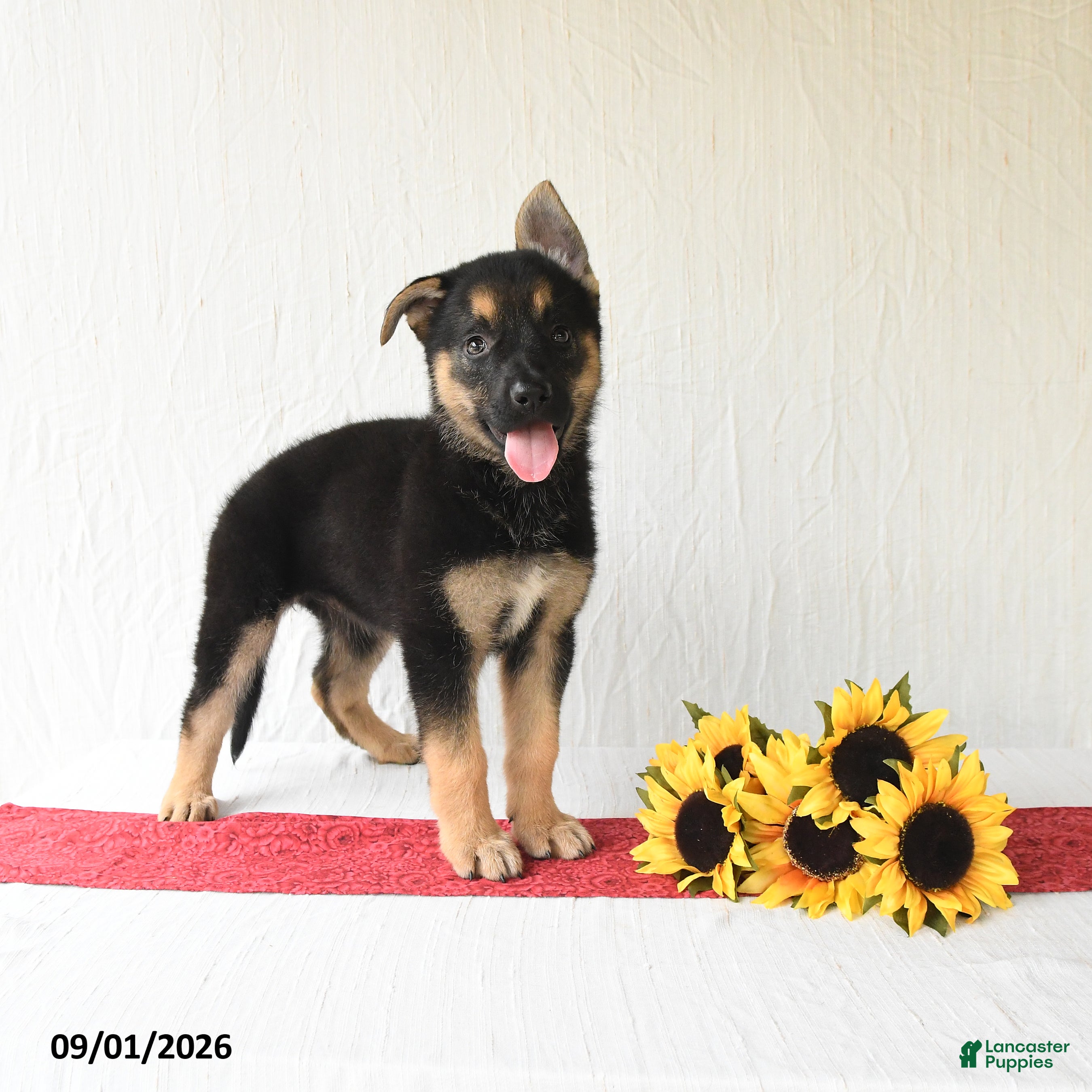 German Shepherd dogs Trista - Ad 2