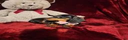 Miniature Dachshund dogs for sale: STELLA - Ad 3