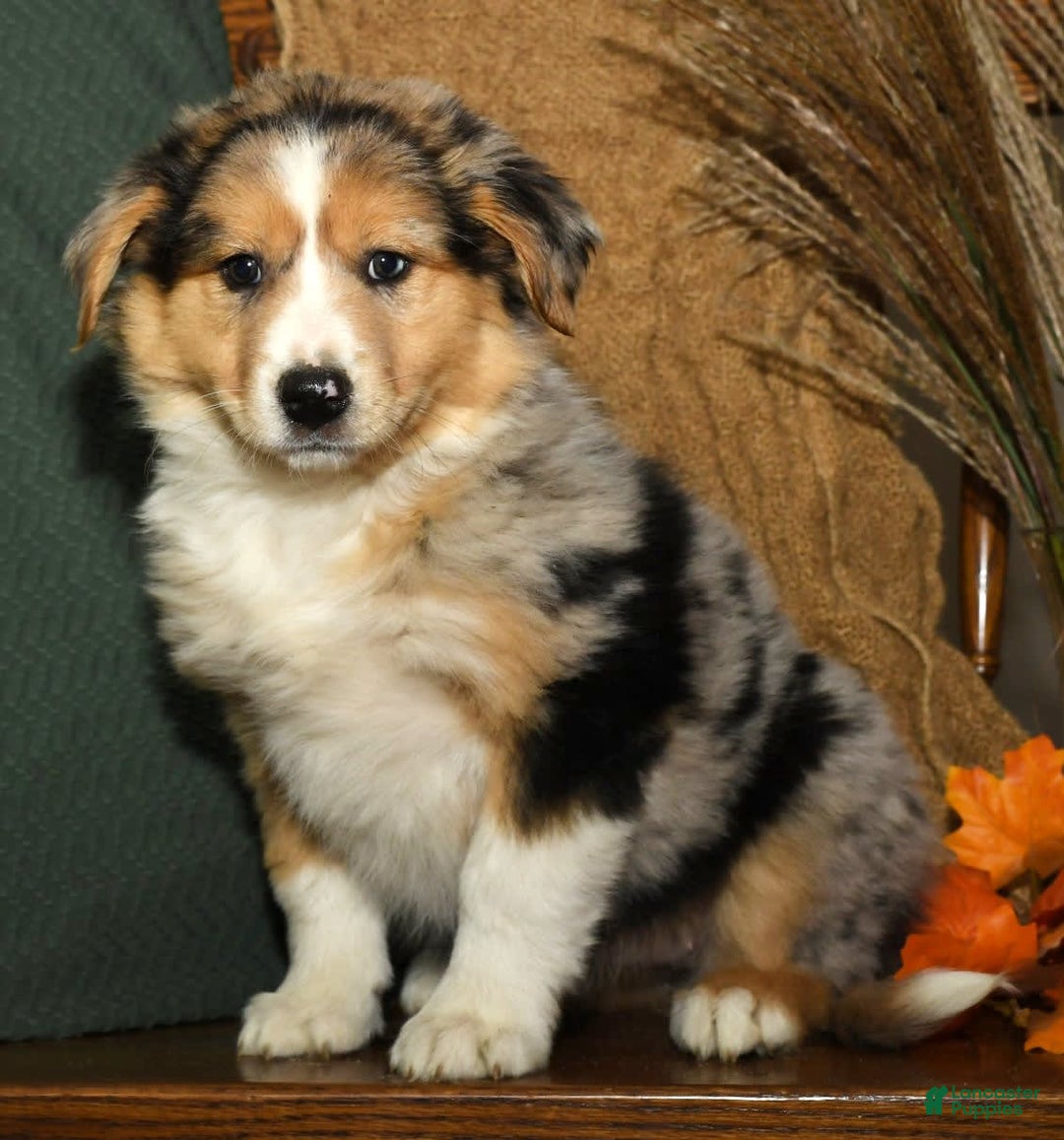 Gallery Image {{count}}